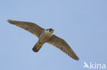 Peregrine Falcon (Falco peregrinus)