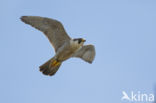 Peregrine Falcon (Falco peregrinus)