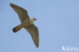 Peregrine Falcon (Falco peregrinus)