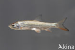 Nose Carp (Chondrostoma nasus)