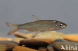 Nose Carp (Chondrostoma nasus)