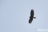 Spaanse Keizerarend (Aquila adalberti)