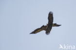 Spaanse Keizerarend (Aquila adalberti)