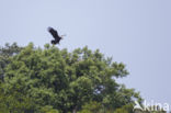 Spaanse Keizerarend (Aquila adalberti)