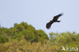 Spaanse Keizerarend (Aquila adalberti)