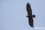 Spaanse Keizerarend (Aquila adalberti)