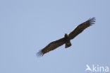 Spaanse Keizerarend (Aquila adalberti)