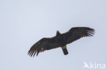 Spaanse Keizerarend (Aquila adalberti)