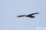 Spaanse Keizerarend (Aquila adalberti)