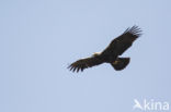 Spaanse Keizerarend (Aquila adalberti)