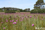 Meadow Thistle (Cirsium dissectum)