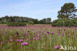 Meadow Thistle (Cirsium dissectum)