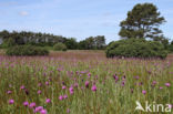 Spaanse ruiter (Cirsium dissectum)