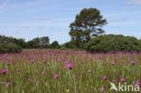 Meadow Thistle (Cirsium dissectum)