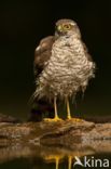 Sperwer (Accipiter nisus)