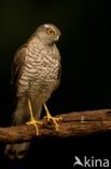 Sparrow Hawk (Accipiter nisus)