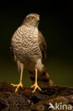 Sparrow Hawk (Accipiter nisus)