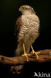 Sparrow Hawk (Accipiter nisus)