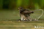 Sperwer (Accipiter nisus)