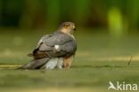 Sparrow Hawk (Accipiter nisus)