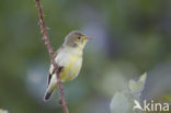 Icterine Warbler (Hippolais icterina)