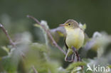 Icterine Warbler (Hippolais icterina)