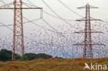 European Starling (Sturnus vulgaris)