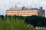 European Starling (Sturnus vulgaris)