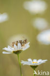 Nickerl s Fritillary (Melitaea aurelia)