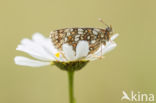 Steppeparelmoervlinder (Melitaea aurelia)