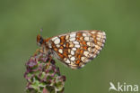 Steppeparelmoervlinder (Melitaea aurelia)