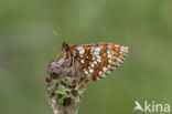 Steppeparelmoervlinder (Melitaea aurelia)