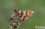 Nickerl s Fritillary (Melitaea aurelia)