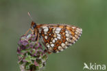 Steppeparelmoervlinder (Melitaea aurelia)