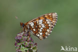 Steppeparelmoervlinder (Melitaea aurelia)