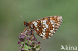 Steppeparelmoervlinder (Melitaea aurelia)