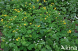 Greater Celandine (Chelidonium majus)