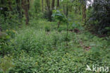 Greater Celandine (Chelidonium majus)