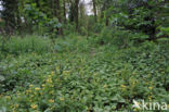 Greater Celandine (Chelidonium majus)