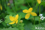 Greater Celandine (Chelidonium majus)