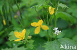 Greater Celandine (Chelidonium majus)