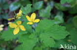 Stinkende gouwe (Chelidonium majus)