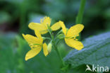 Stinkende gouwe (Chelidonium majus)