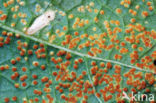 Stokroosroest (Puccinia malvacearum)