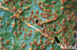 Stokroosroest (Puccinia malvacearum)