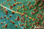 hollyhock rust (Puccinia malvacearum)