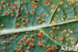 hollyhock rust (Puccinia malvacearum)