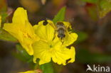 Teunisbloem (Oenothera tetragona Fyrverheri)