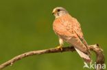 Common Kestrel (Falco tinnunculus)