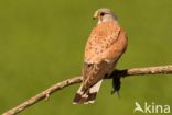 Common Kestrel (Falco tinnunculus)